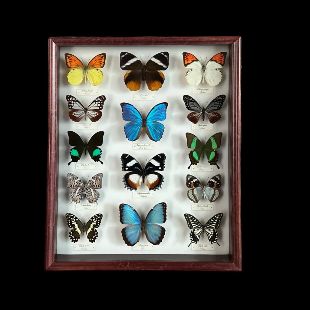 Collection of 56 perfectly preserved butterflies from 3 continents BGWB1 - preview photo 3123