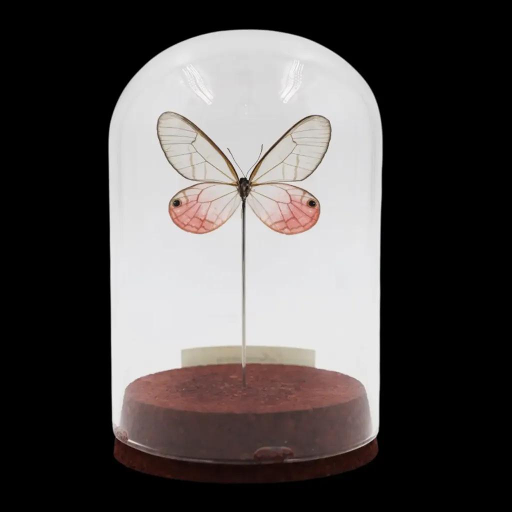 Cithaerias aurora in Glass Cloche – Ethereal Pink from Peru - preview photo 2123