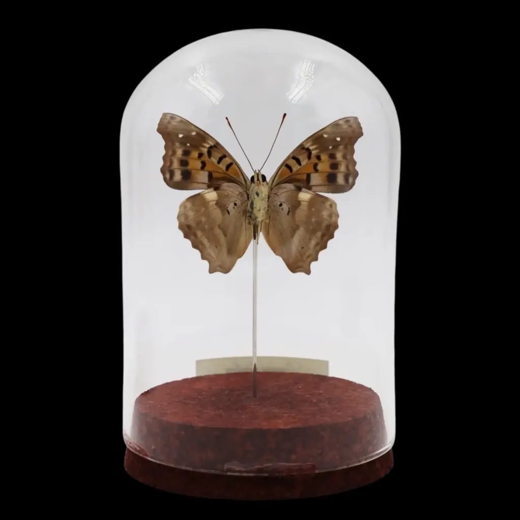 Doxocopa cherubina in Glass Cloche – Purple Majesty of Peru - preview photo 2123
