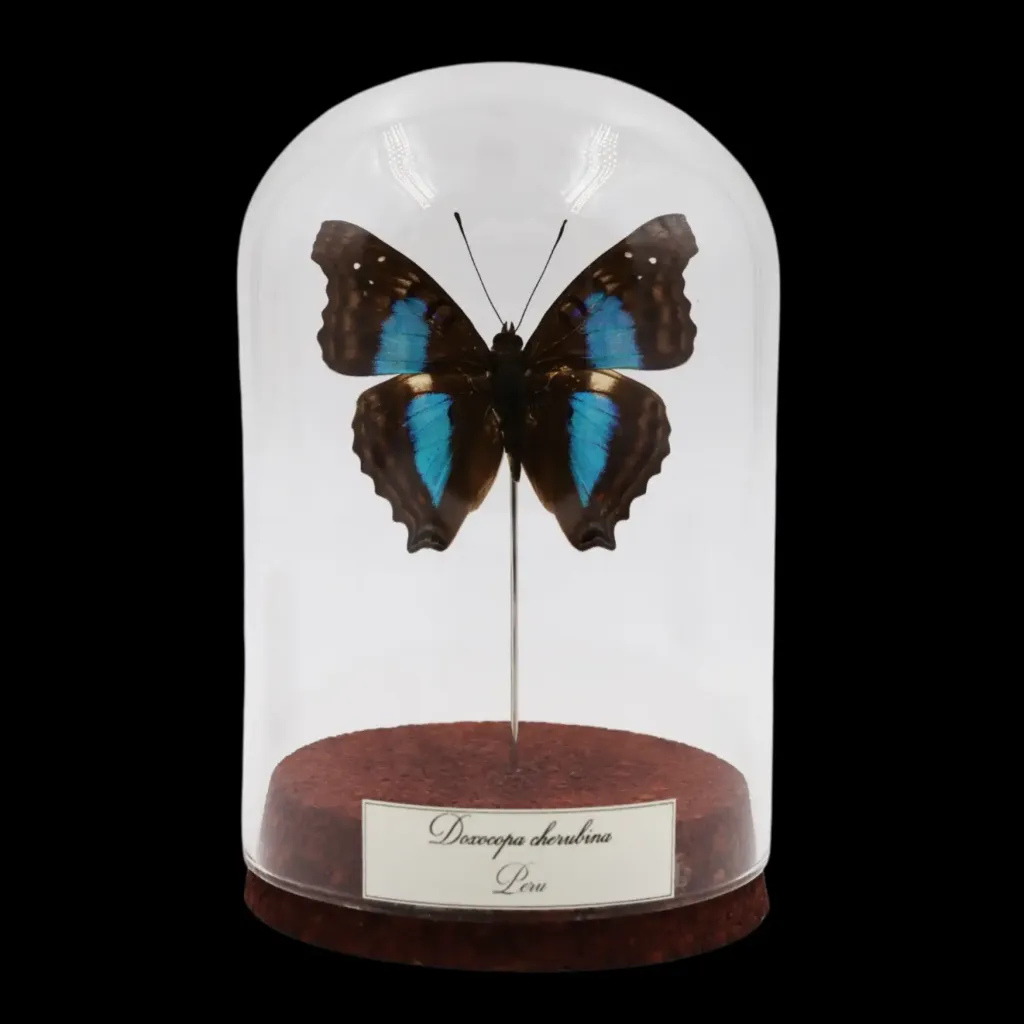 Doxocopa cherubina in Glass Cloche – Purple Majesty of Peru - preview photo 1123