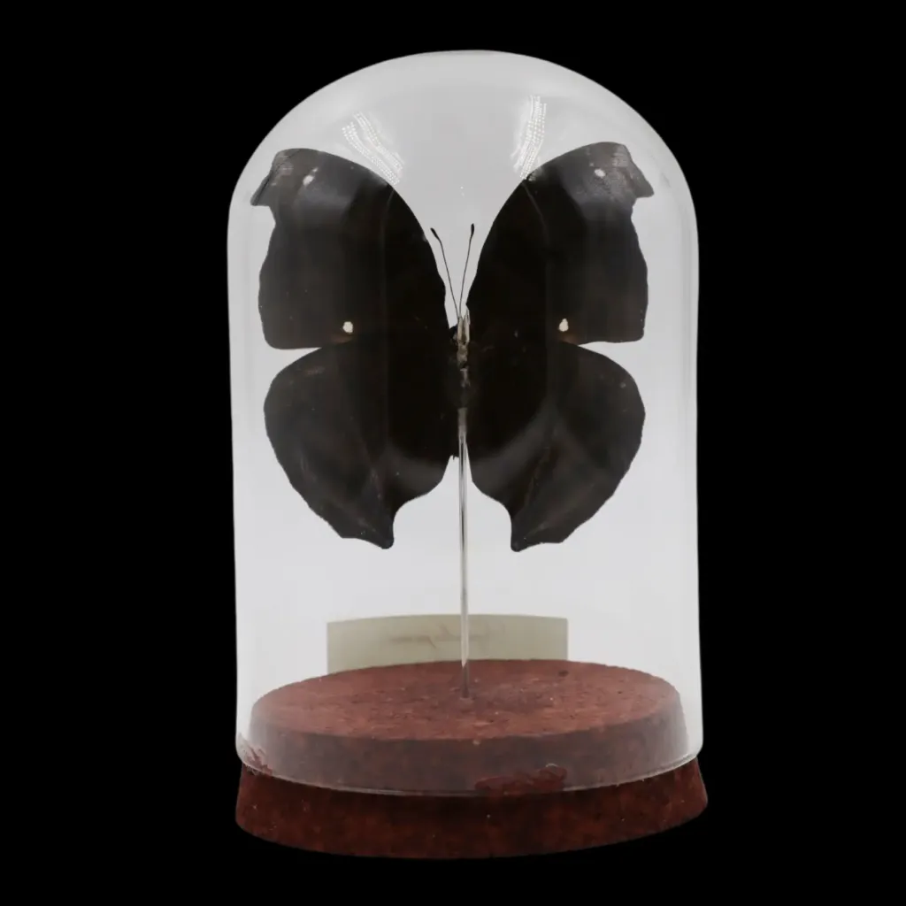 Napeocles jucunda in Glass Cloche – Sapphire Phantom of Peru - preview photo 2123