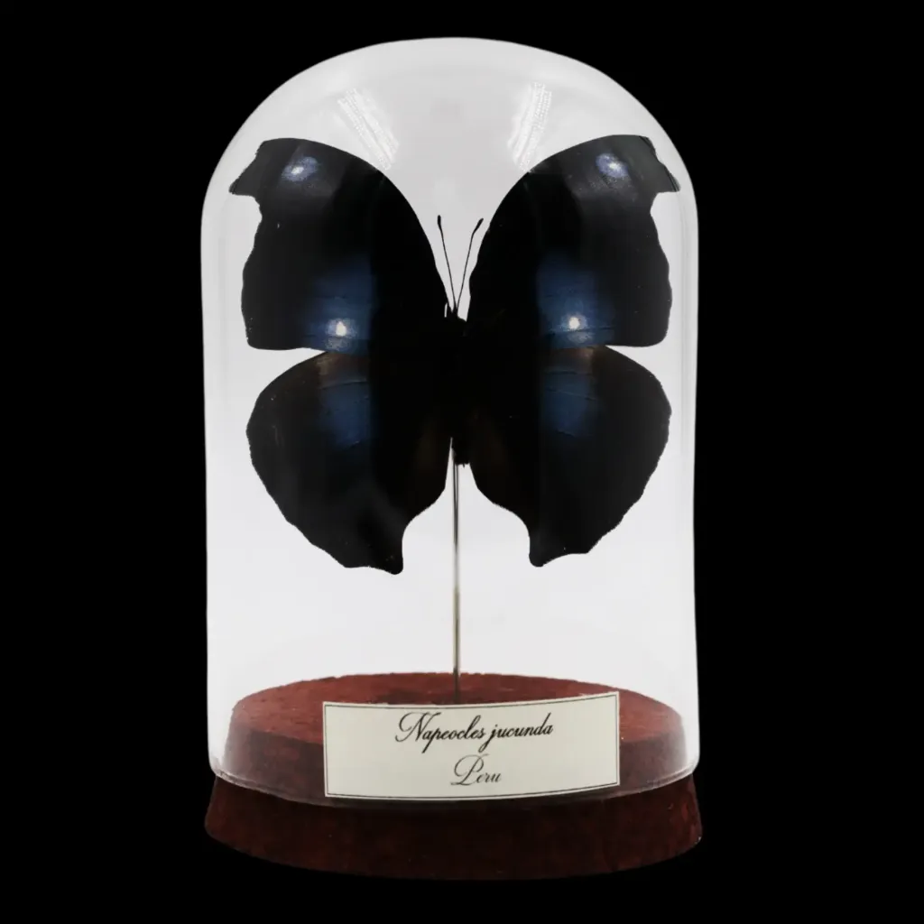 Napeocles jucunda in Glass Cloche – Sapphire Phantom of Peru - preview photo 1123