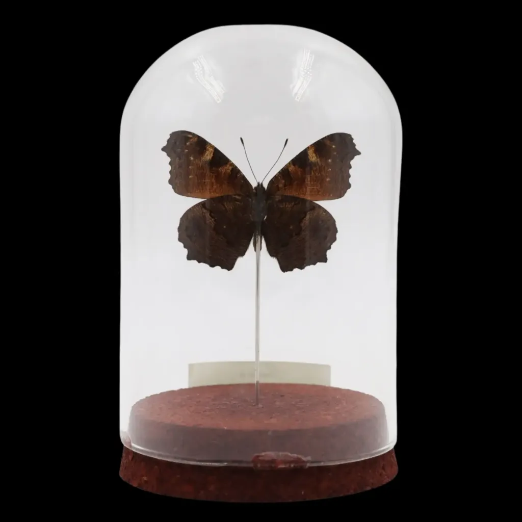 Inachis io in Glass Cloche – European Eye-Catcher - preview photo 2123