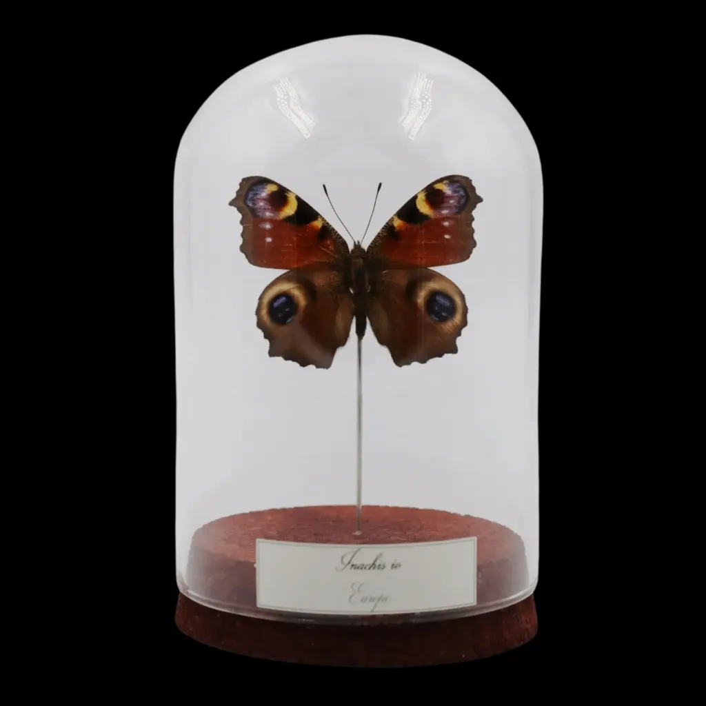 Inachis io in Glass Cloche – European Eye-Catcher - preview photo 1123