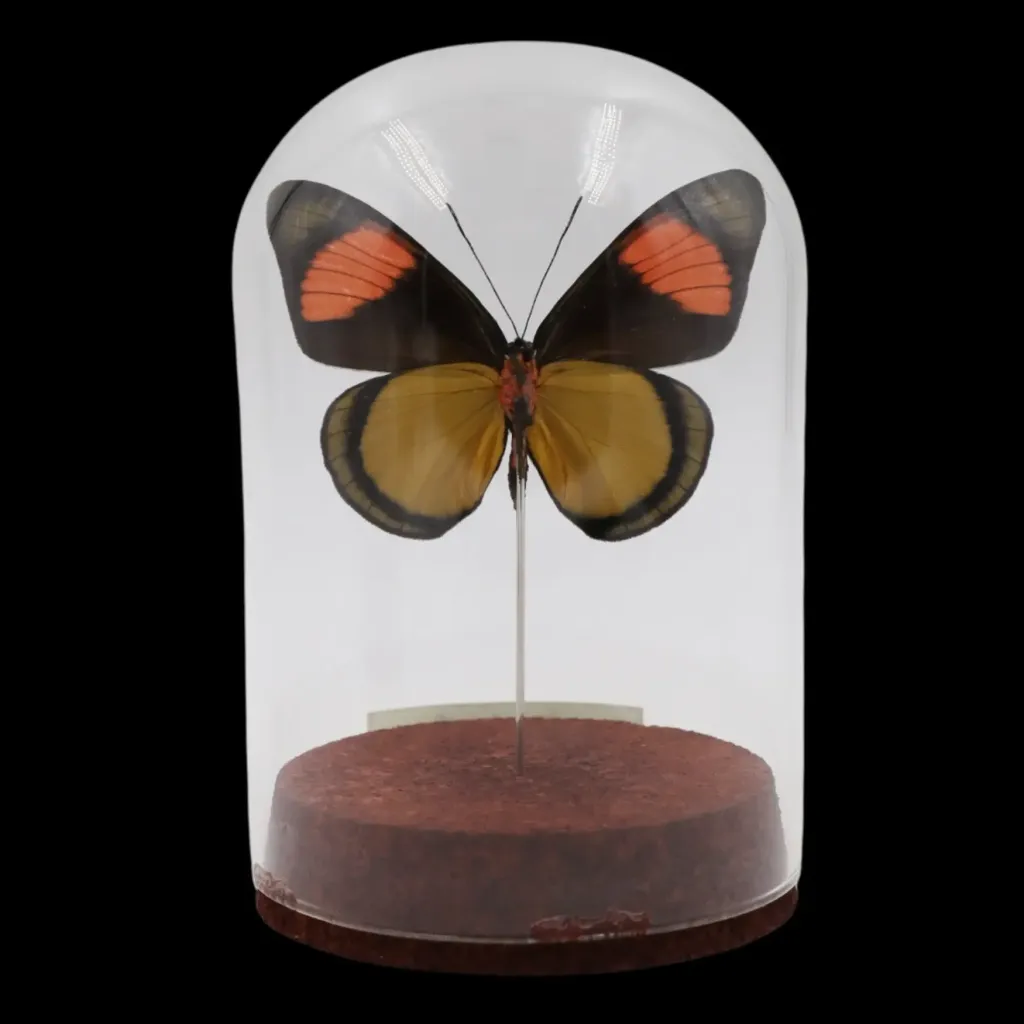 Batesia hippochlora in Glass Cloche – Enigma of Peru - preview photo 2123