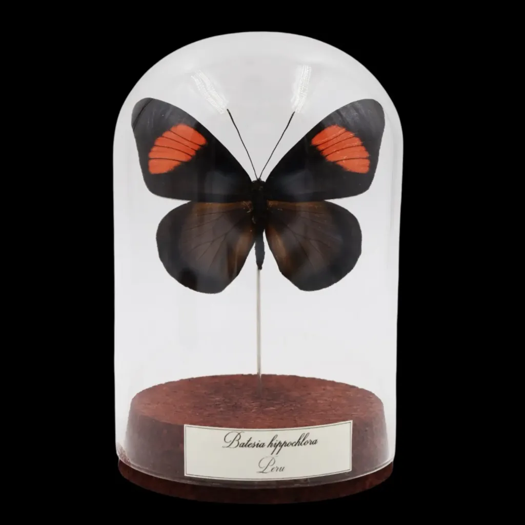 Batesia hippochlora in Glass Cloche – Enigma of Peru - preview photo 1123