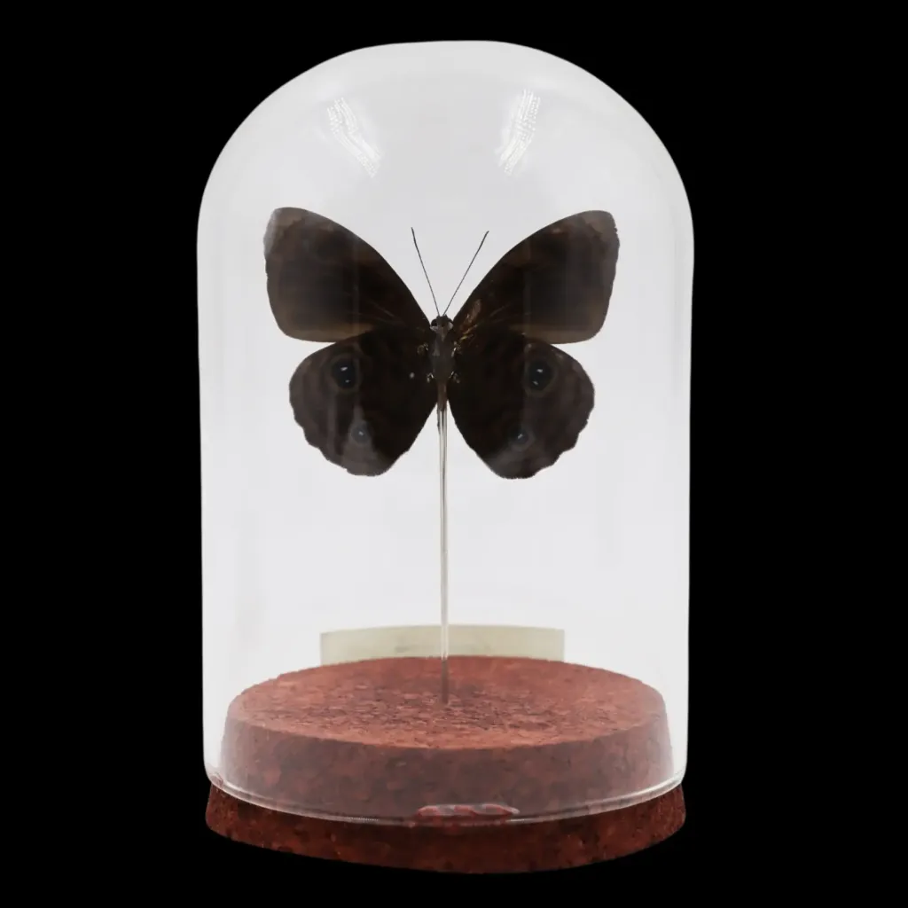 Eunica curota in Glass Cloche – Velvet Purple Jewel of Peru - preview photo 2123