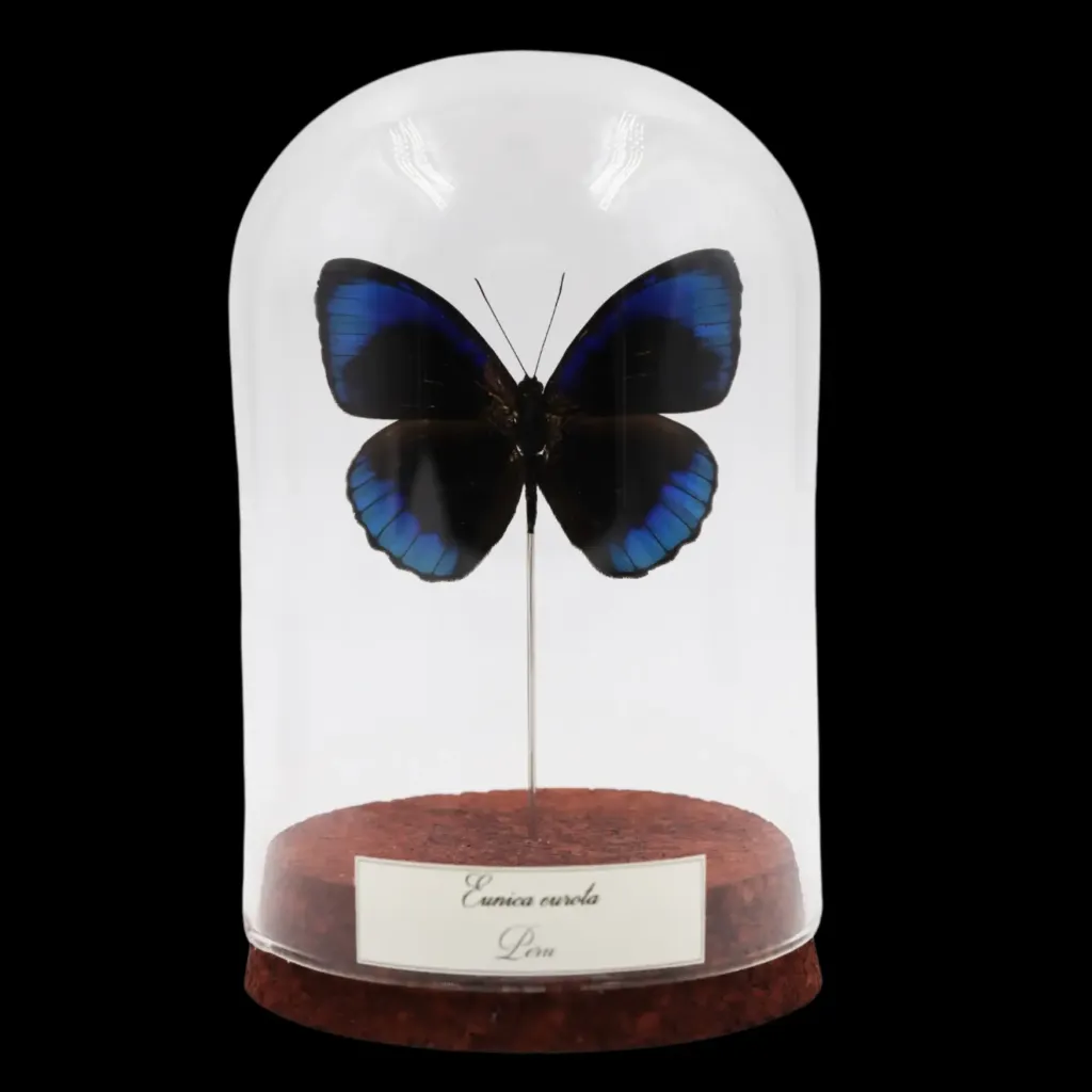 Eunica curota in Glass Cloche – Velvet Purple Jewel of Peru - preview photo 1123