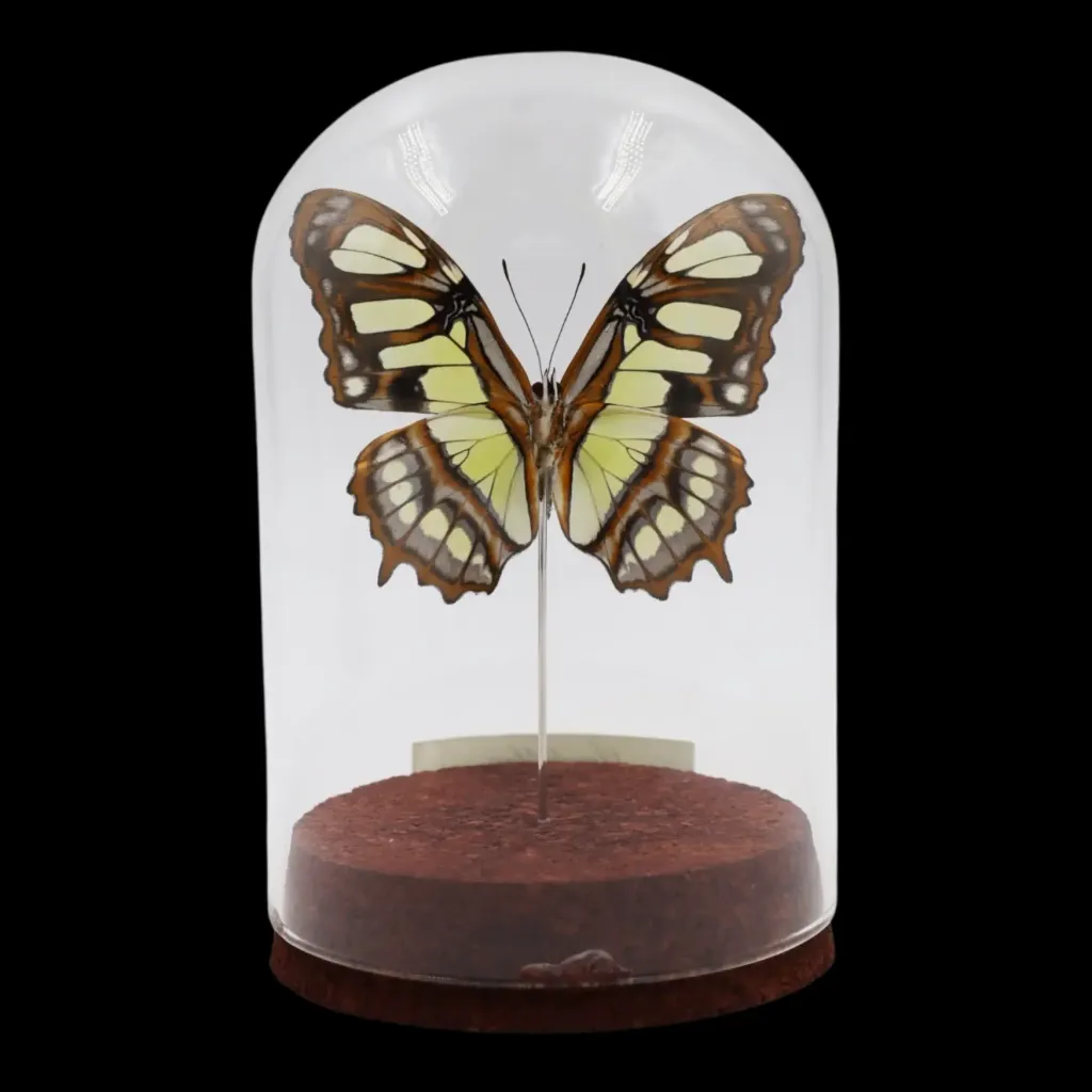 Siproeta stelenes in Glass Cloche – Emerald Beauty of Peru - preview photo 2123