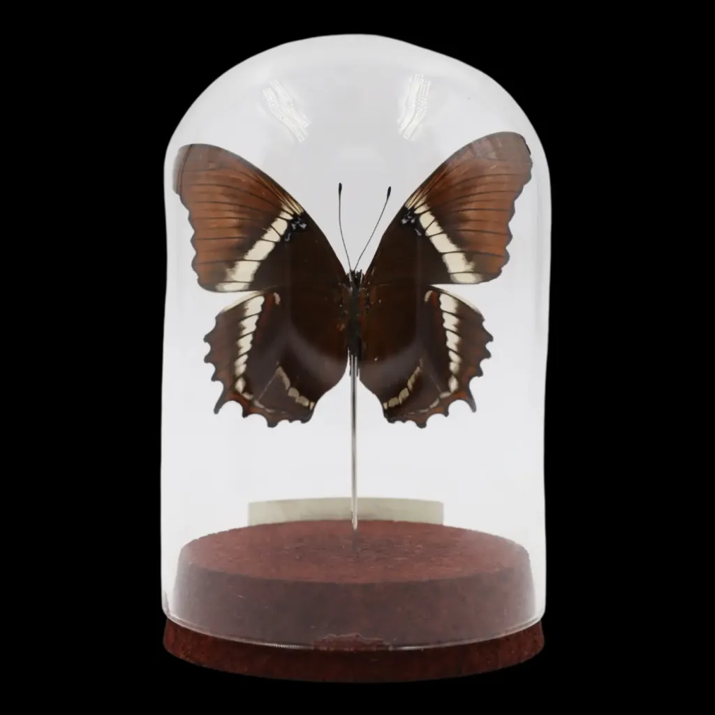 Siproeta epaphus Butterfly in Glass Cloche – Peru - preview photo 2123