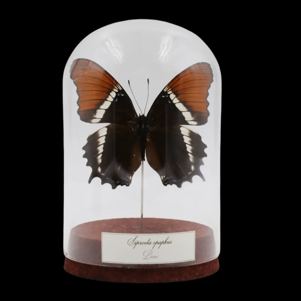 Siproeta epaphus Butterfly in Glass Cloche – Peru - preview photo 1123