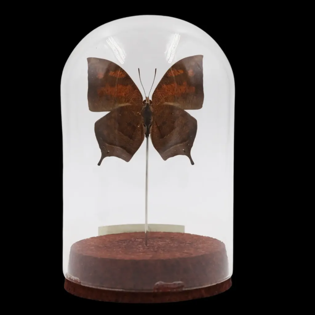 Anaea nessus Butterfly in Glass Cloche – Peru - preview photo 2123