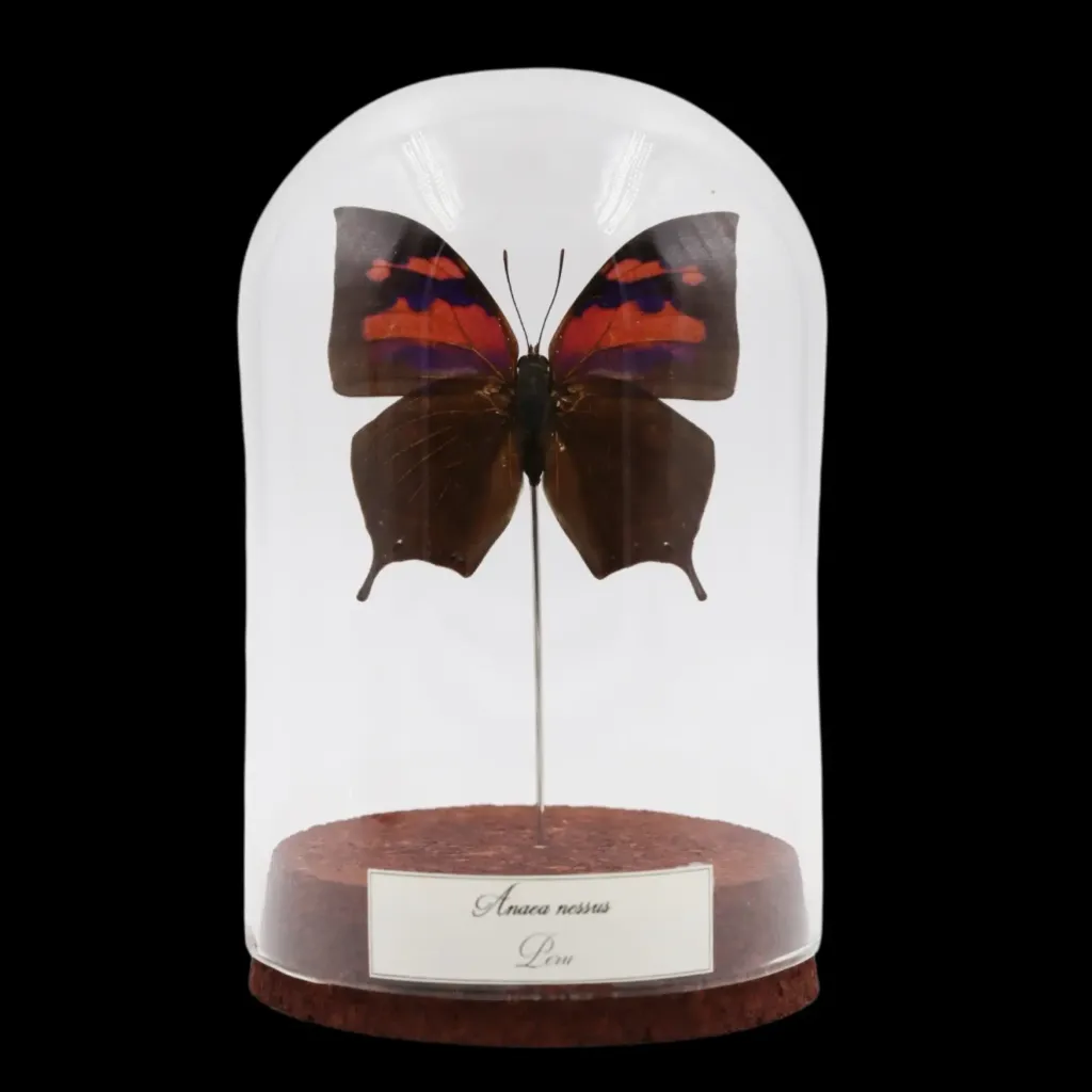 Anaea nessus Butterfly in Glass Cloche – Peru - preview photo 1123