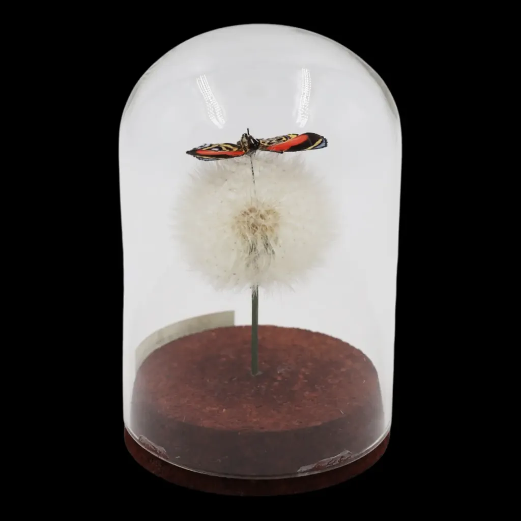 Callicore (Paulogramma) Peristera (female) on Dandelion in Glass Cloche - preview photo 2123