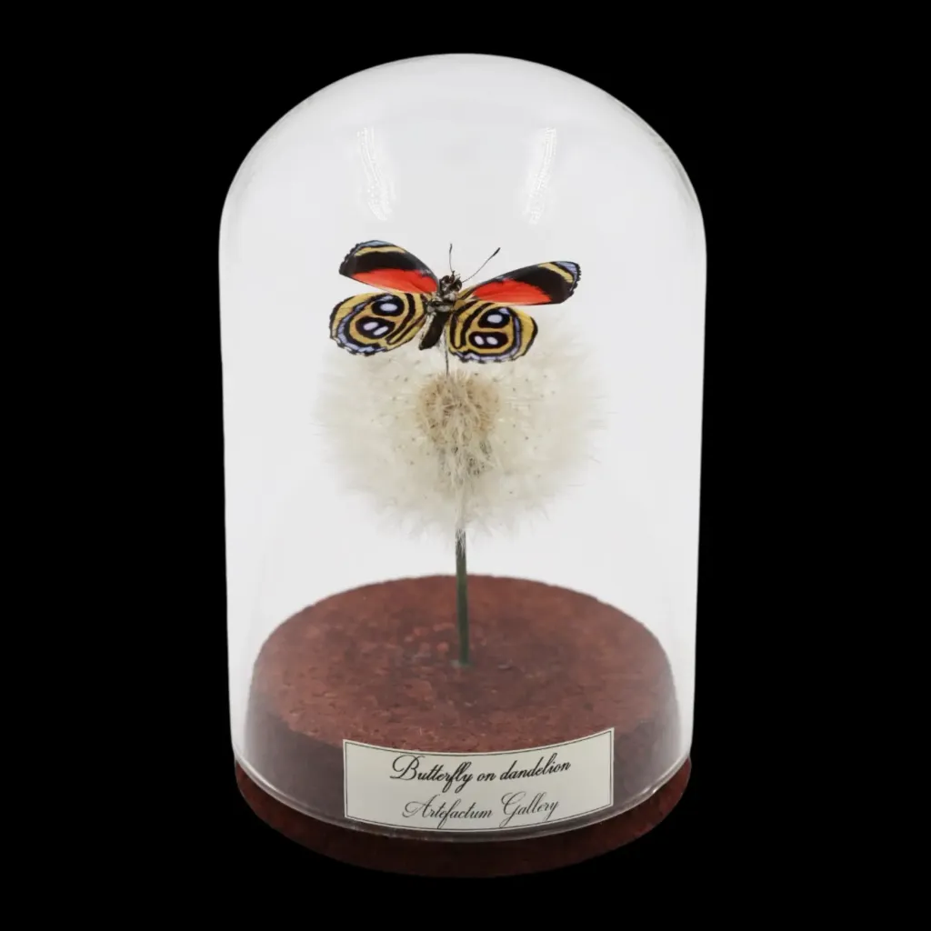 Callicore (Paulogramma) Peristera (female) on Dandelion in Glass Cloche - preview photo 1123
