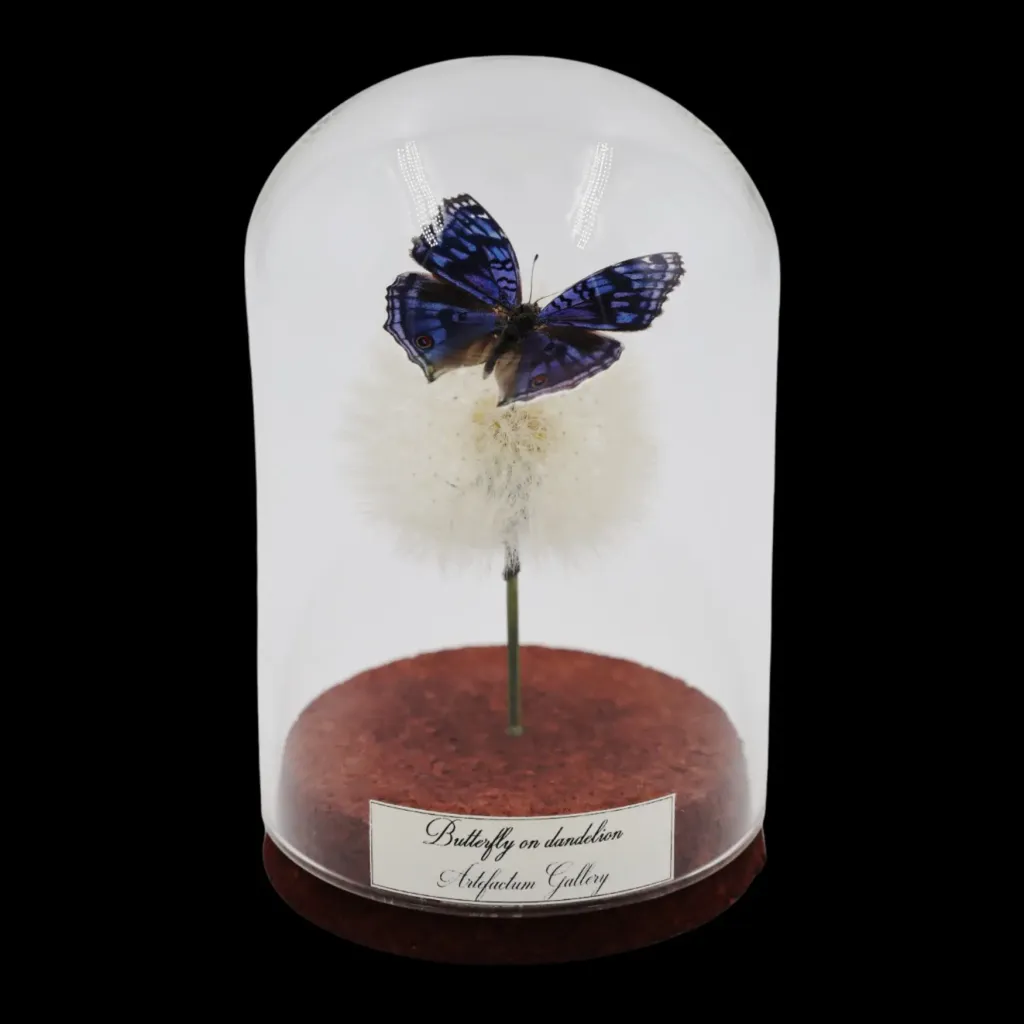 Junonia rhadama on Dandelion in Glass Cloche – Blue Pansy Delight - preview photo 1123