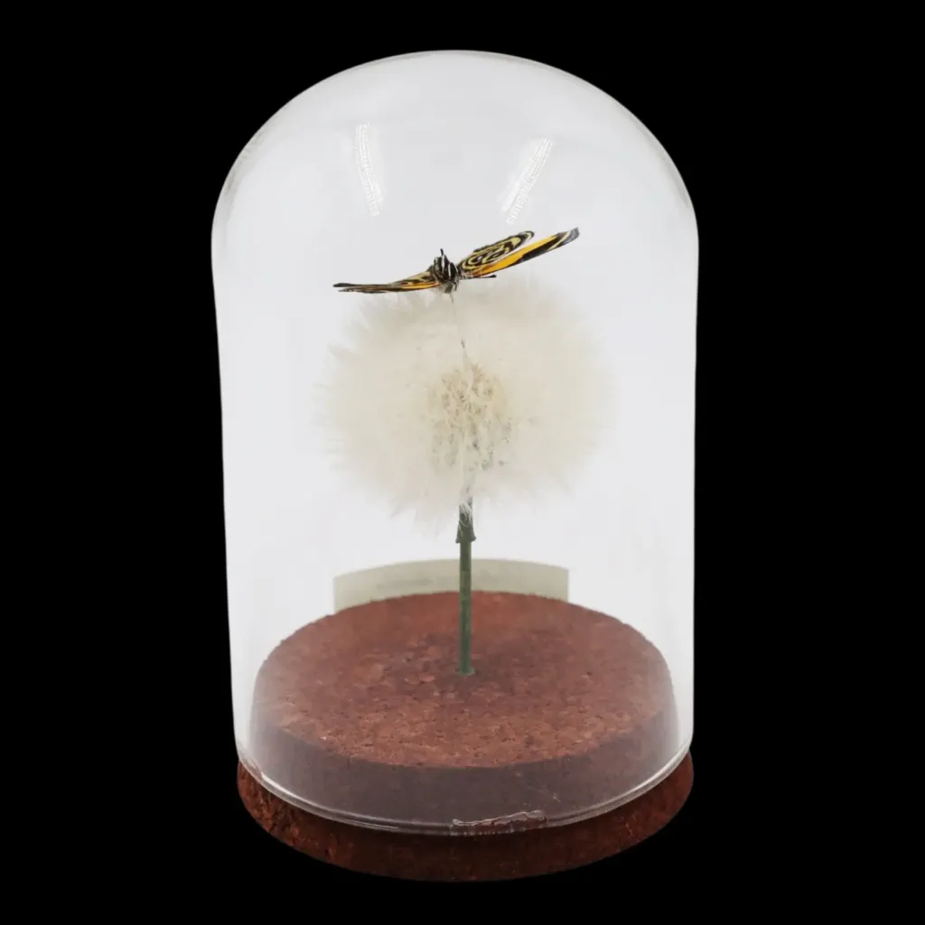 Callicore eunomia on Dandelion in Glass Cloche - preview photo 2123