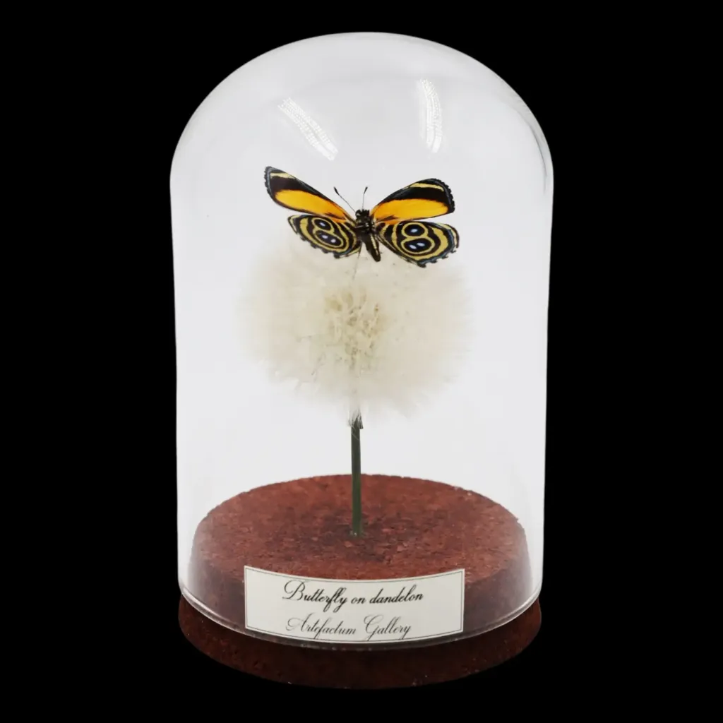 Callicore eunomia on Dandelion in Glass Cloche - preview photo 1123