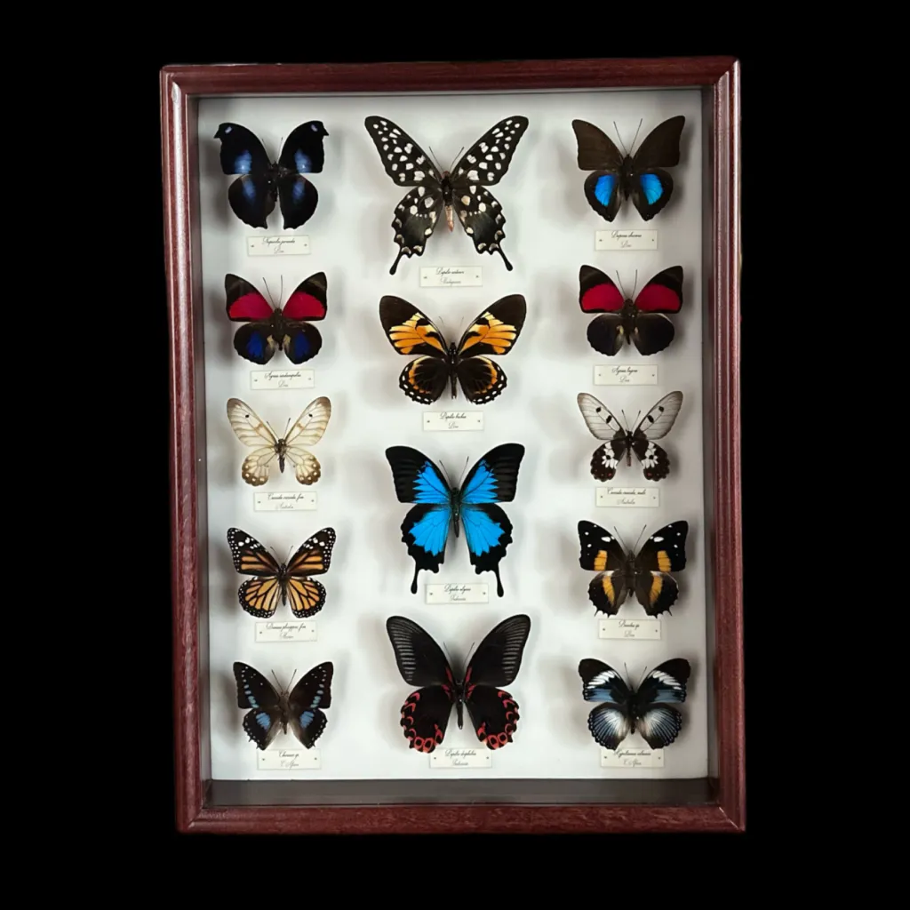 Collection of 56 perfectly preserved butterflies from 3 continents BGWB1 - preview photo 4123
