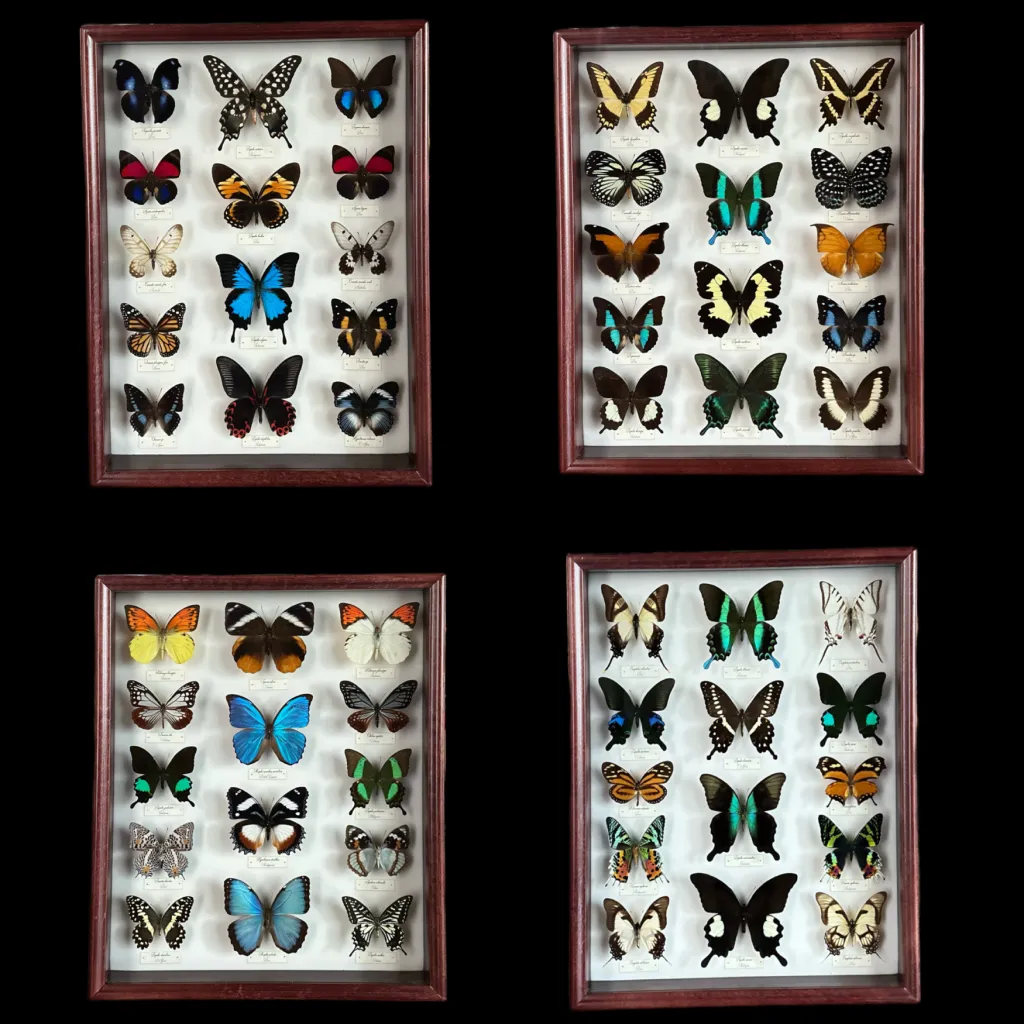 Collection of 56 perfectly preserved butterflies from 3 continents BGWB1 - preview photo 1123