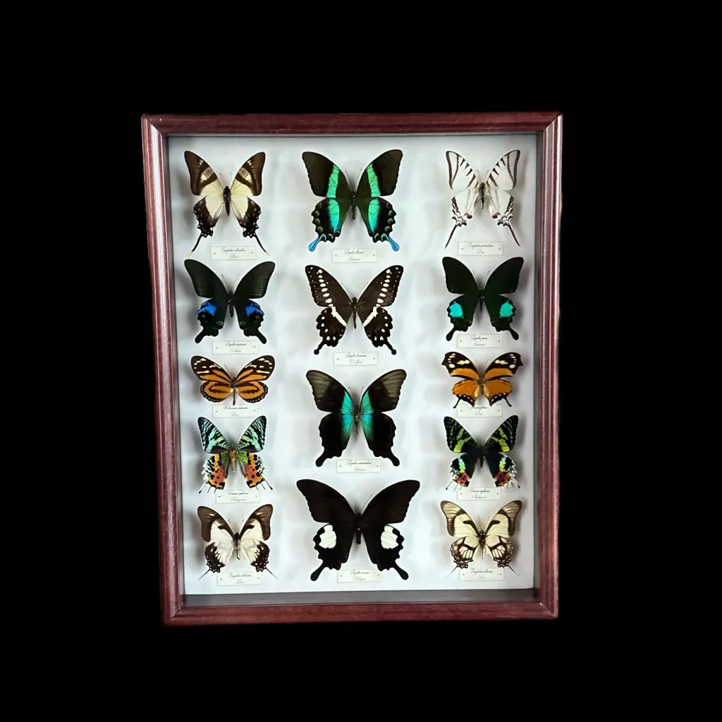 Collection of 56 perfectly preserved butterflies from 3 continents BGWB1 - preview photo 5123