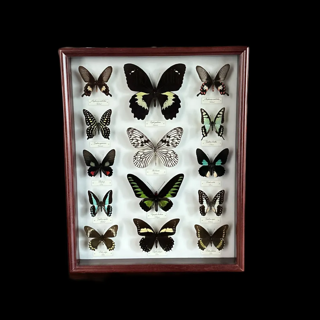 Collection of 56 perfectly preserved butterflies from 3 continents - preview photo 3123