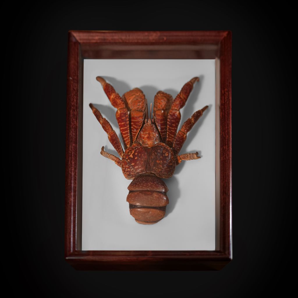 Coconut Crab (Birgus Latro), Indo-Pacific Specimen - preview photo 1123