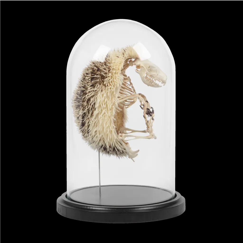Hedgehog Skeletons Encased in a Glass Cloche - preview photo 1123