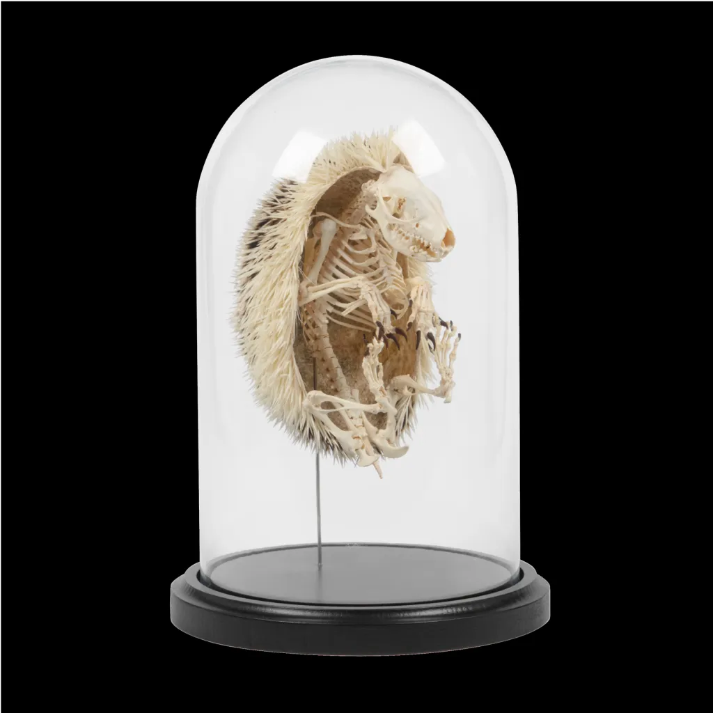Hedgehog Skeletons Encased in a Glass Cloche - preview photo 2123