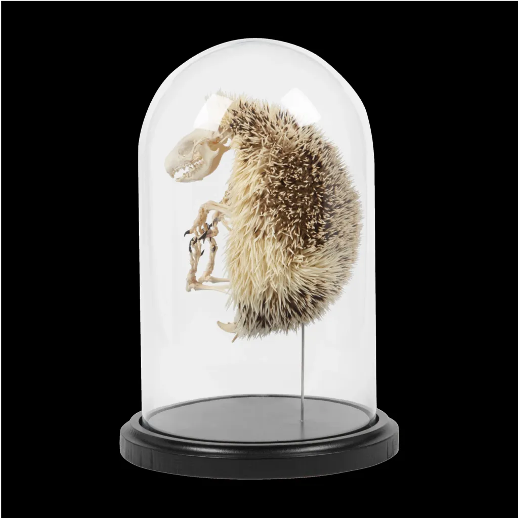 Hedgehog Skeletons Encased in a Glass Cloche - preview photo 3123