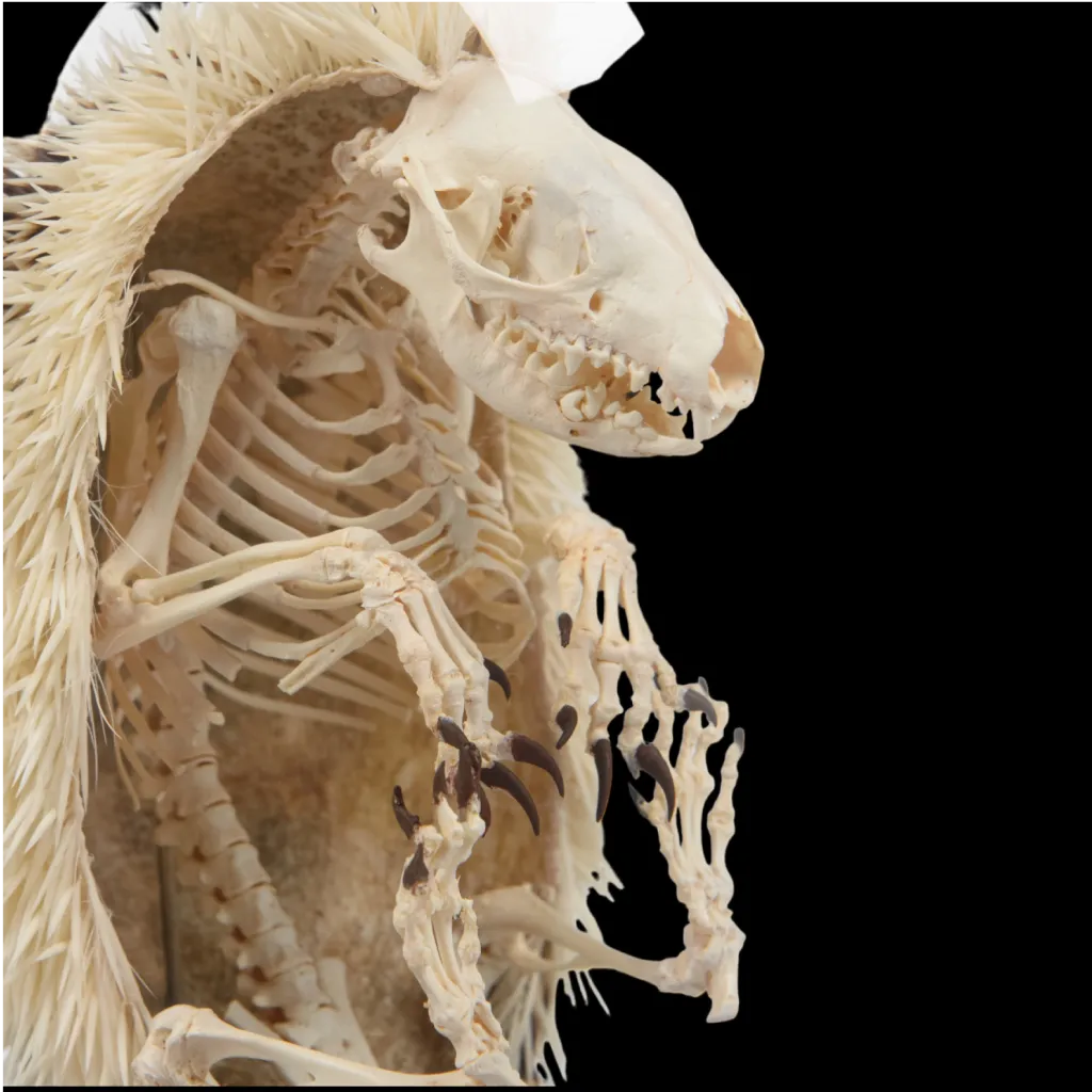 Hedgehog Skeletons Encased in a Glass Cloche - preview photo 4123