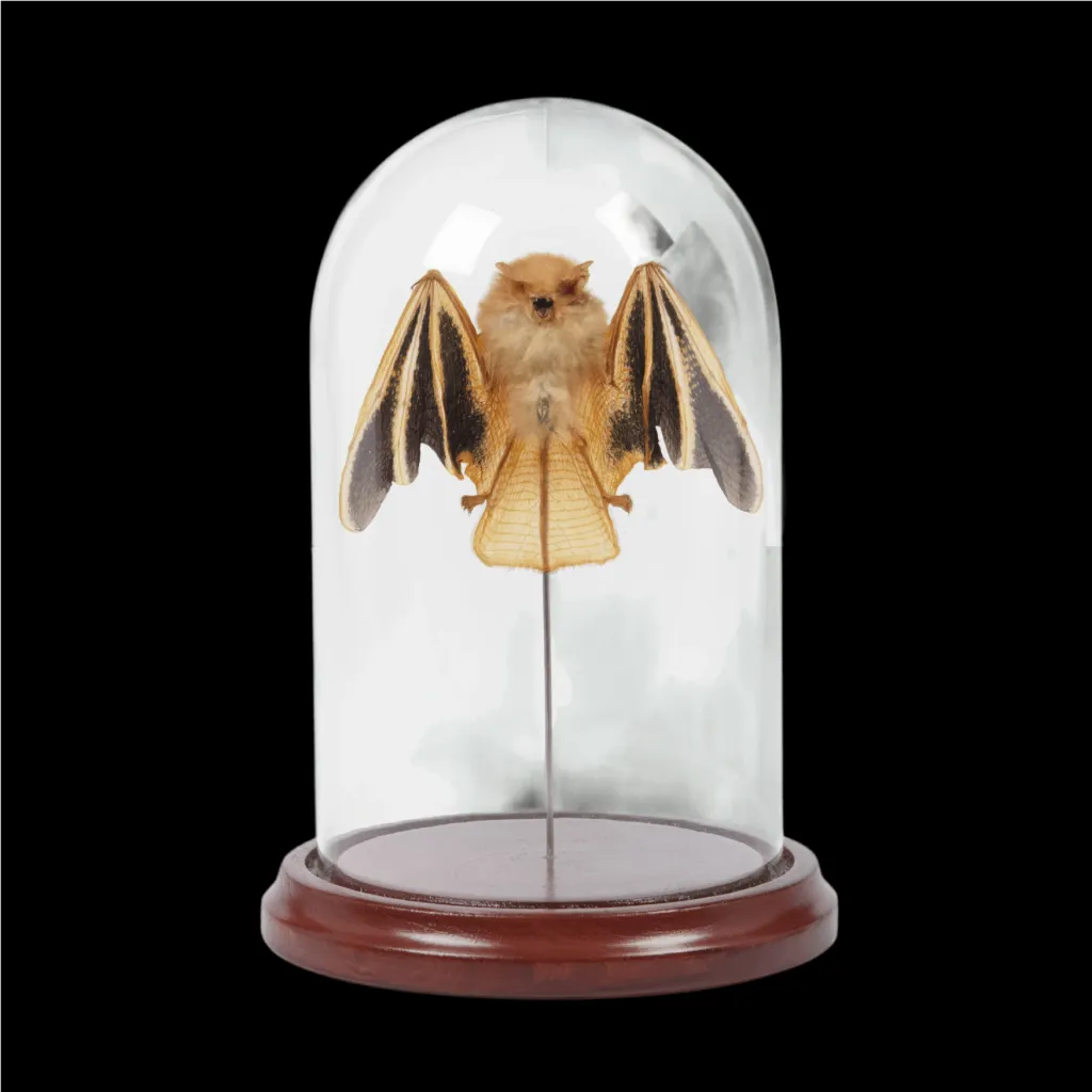 Kerivoula picta bat in a glass cloche - preview photo 1123
