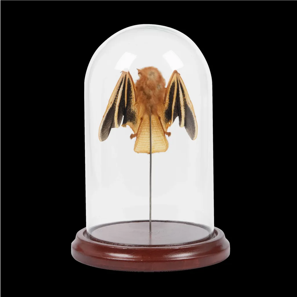 Kerivoula picta bat in a glass cloche - preview photo 2123