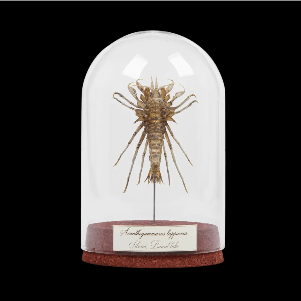 Baikal Amphipod: Acanthogammarus Lappaceus in a Glass Cloche - preview photo 1123