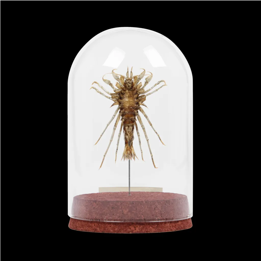 Baikal Amphipod: Acanthogammarus Lappaceus in a Glass Cloche - preview photo 2123