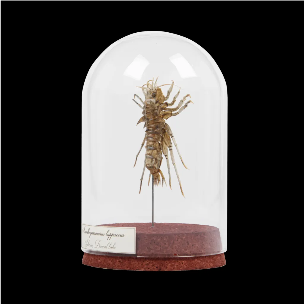 Baikal Amphipod: Acanthogammarus Lappaceus in a Glass Cloche - preview photo 3123