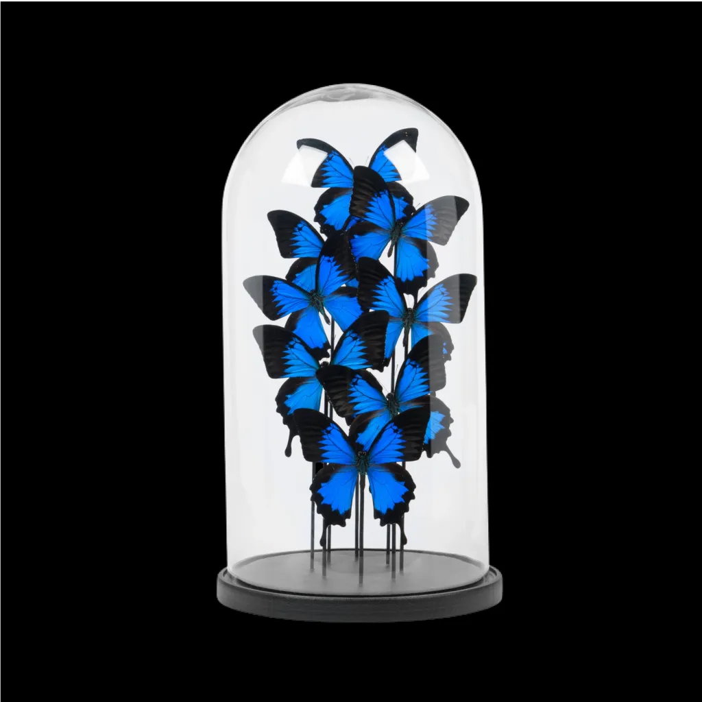 Papilio Ulysses Butterflies in a Glass Cloche - preview photo 1123