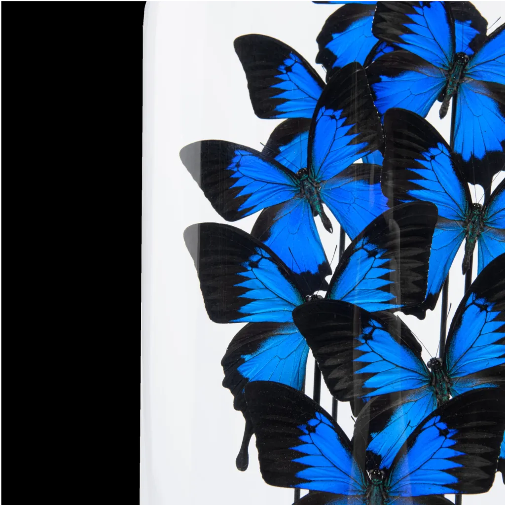 Papilio Ulysses Butterflies in a Glass Cloche - preview photo 2123