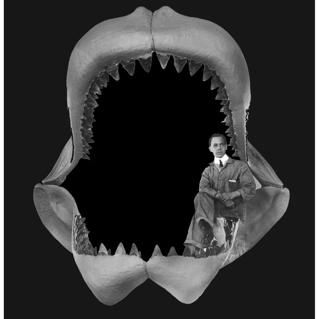 Megalodon Tooth, 189 gr, Polishing, h 11 cm, circa 13 mln years old - preview photo 4123