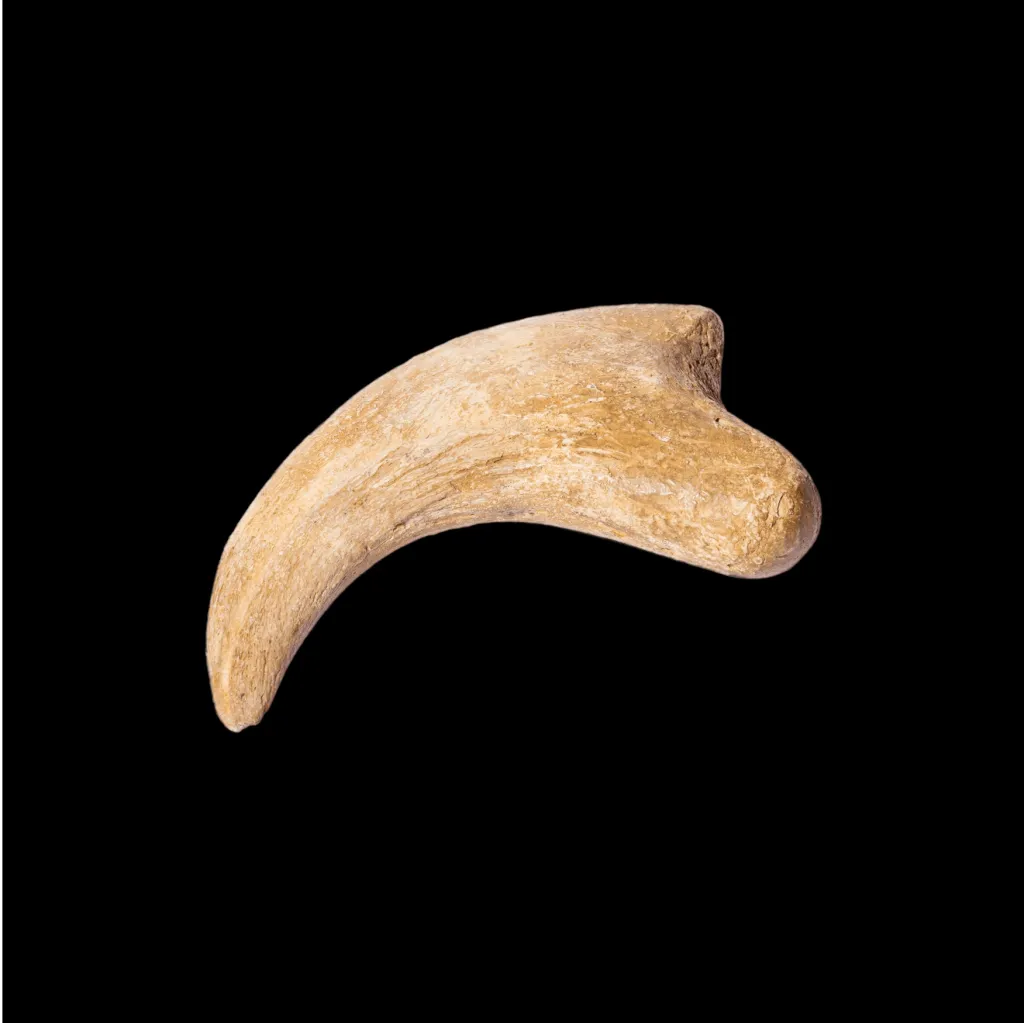 Claw Alxasaurus Sp. Dinosaur