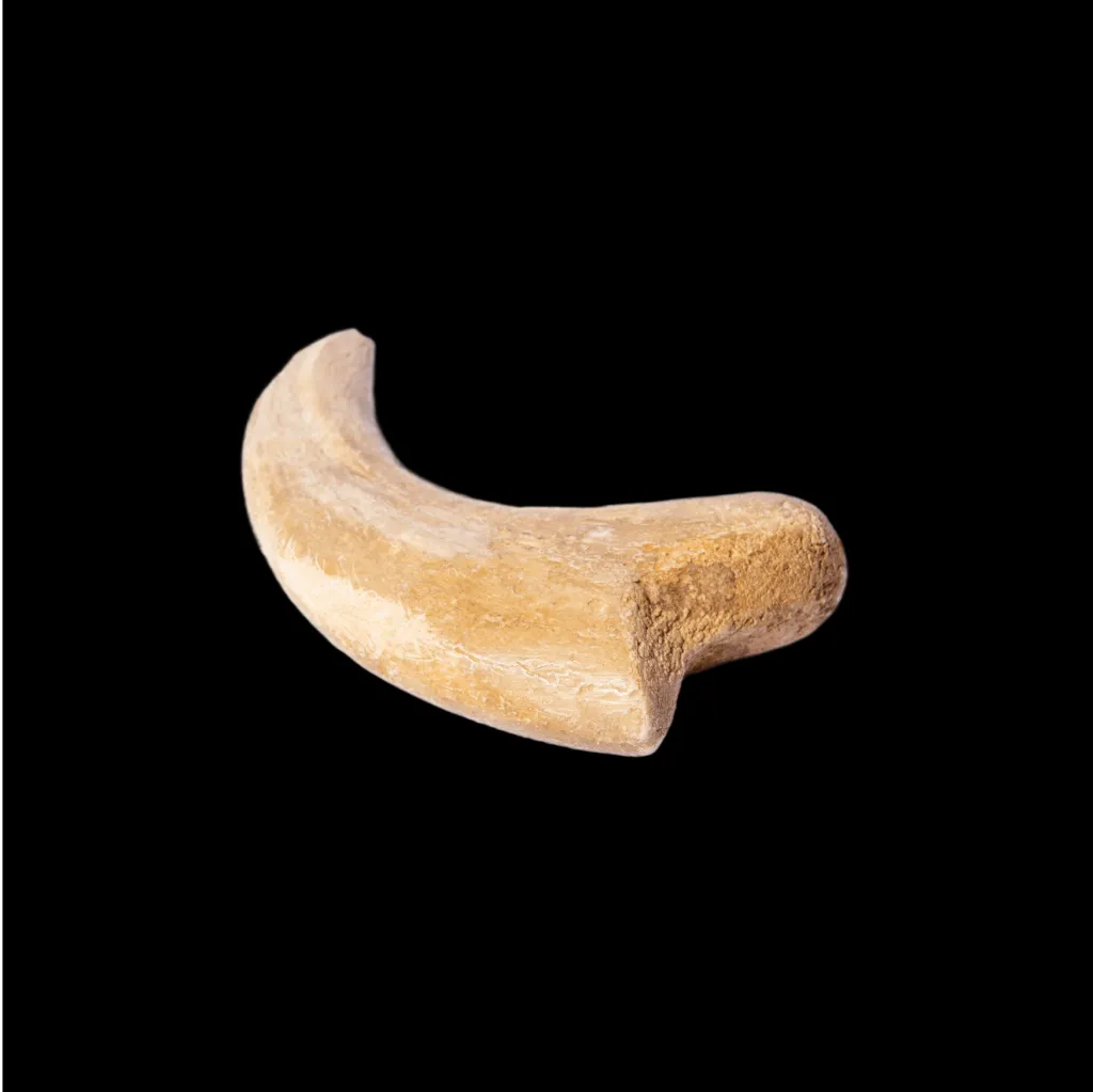 Claw Alxasaurus Sp. Dinosaur - preview photo 2123