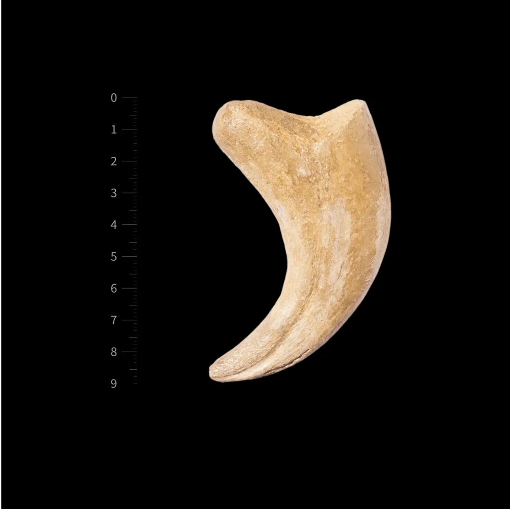 Claw Alxasaurus Sp. Dinosaur - preview photo 3123