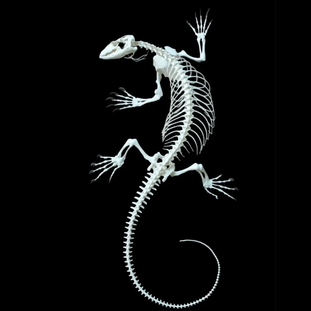 Complete Rock Monitor Skeleton - A Rare and Remarkable Specimen from Southern Africa - preview photo 1123