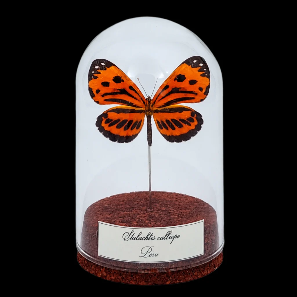 Stalachtis calliope in Glass Cloche 10 cm, Peru