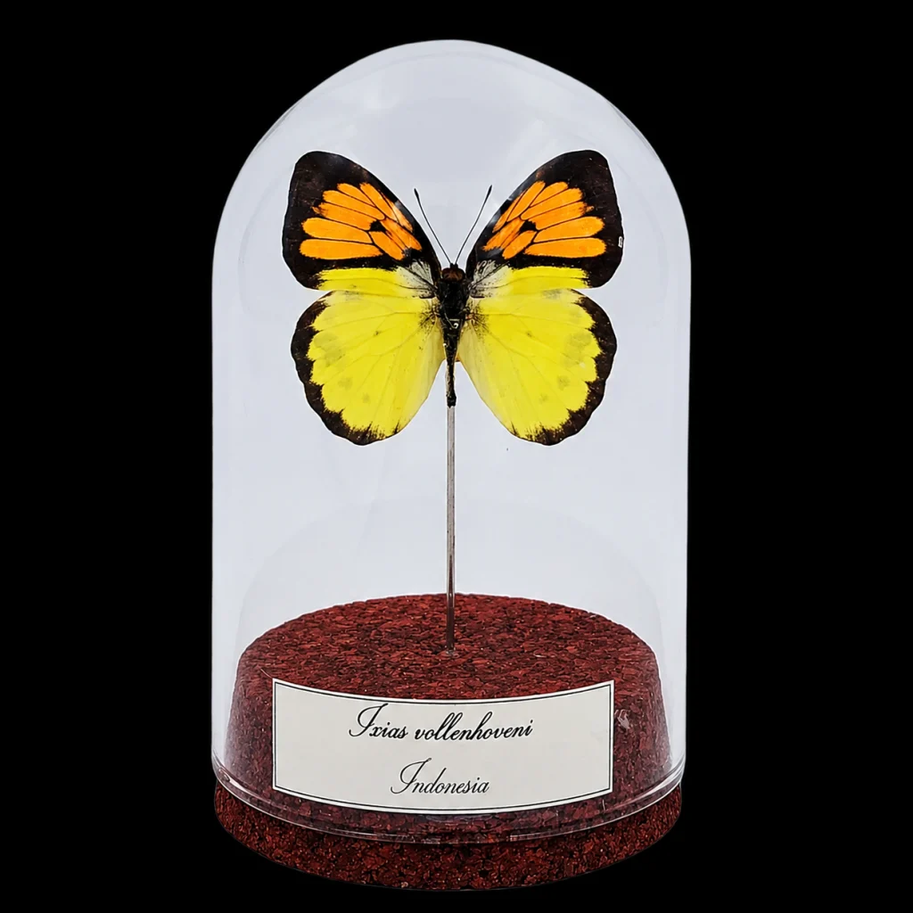 Ixias vollenhoveni in Glass Cloche 10 cm, Indonesia