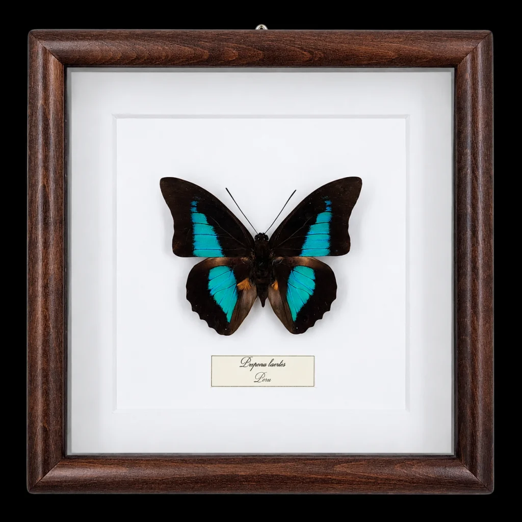 Prepona laertes in Frame, Peru
