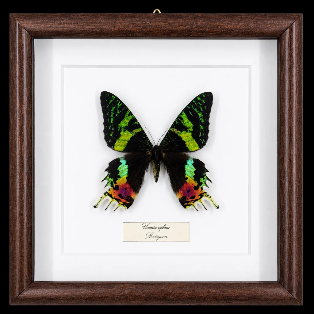Urania ripheus in Frame, Madagascar