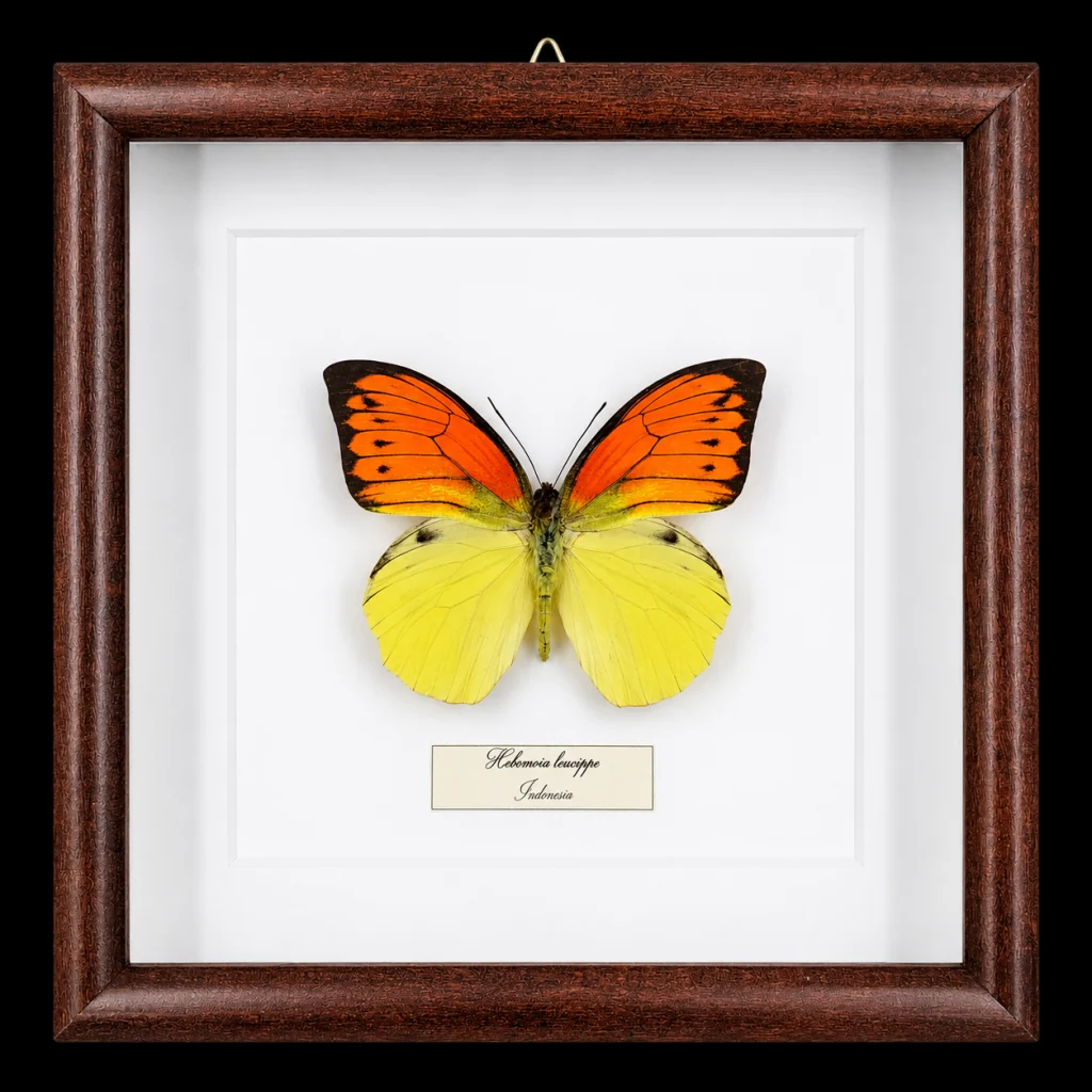 Hebomoia leucippe in Frame, Indonesia