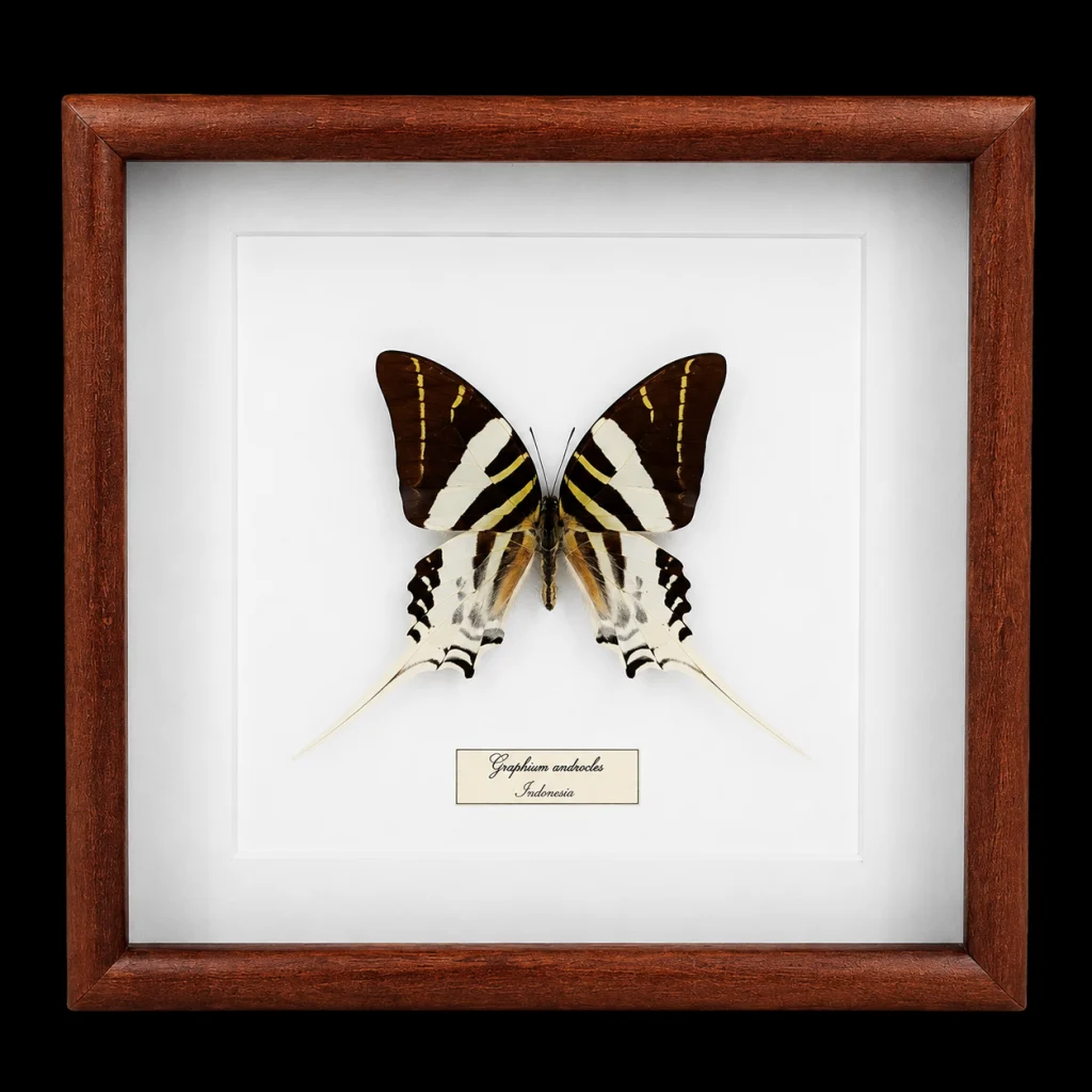 Graphium androcles in Frame, Indonesia