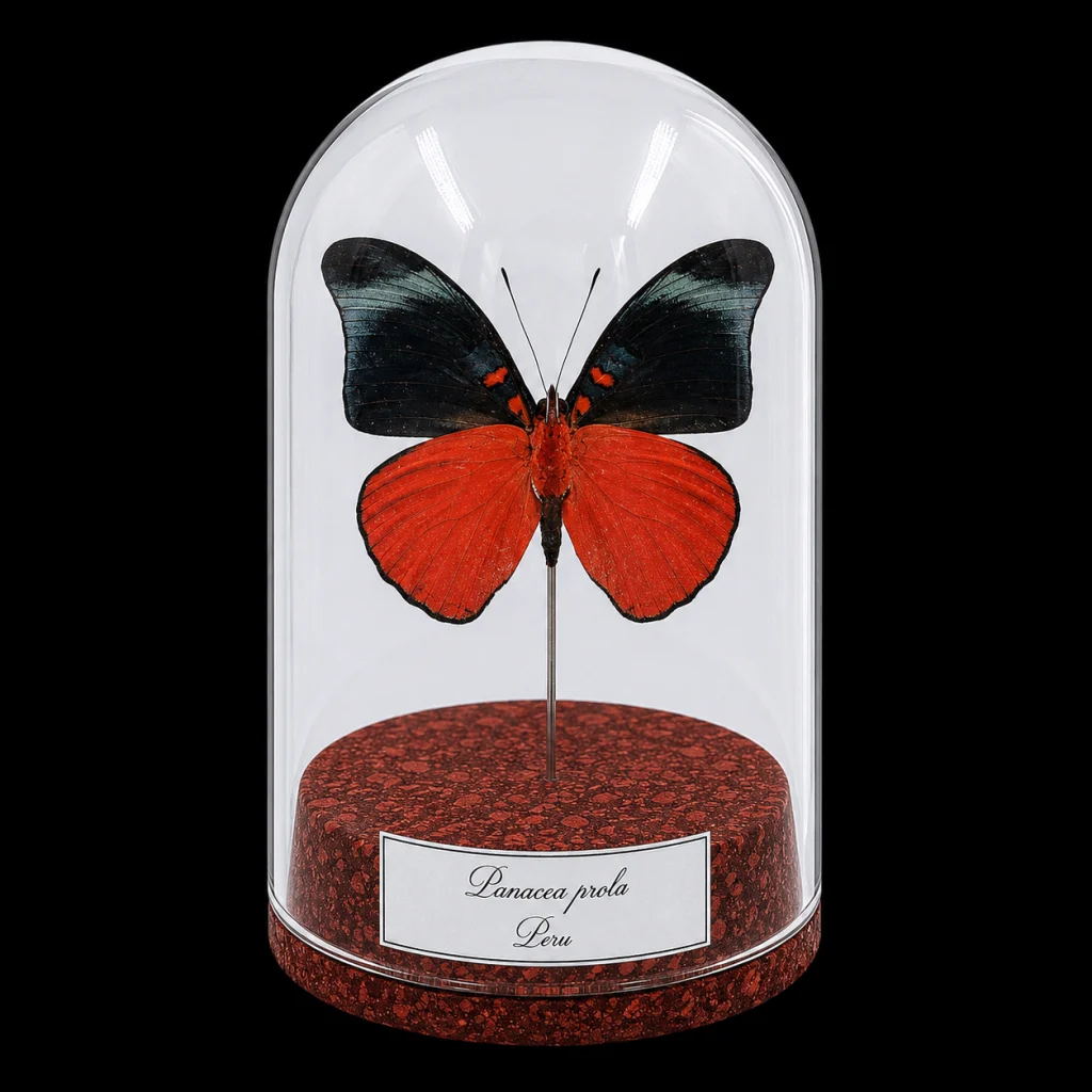 Panacea prola in Glass Cloche 12 cm, Peru